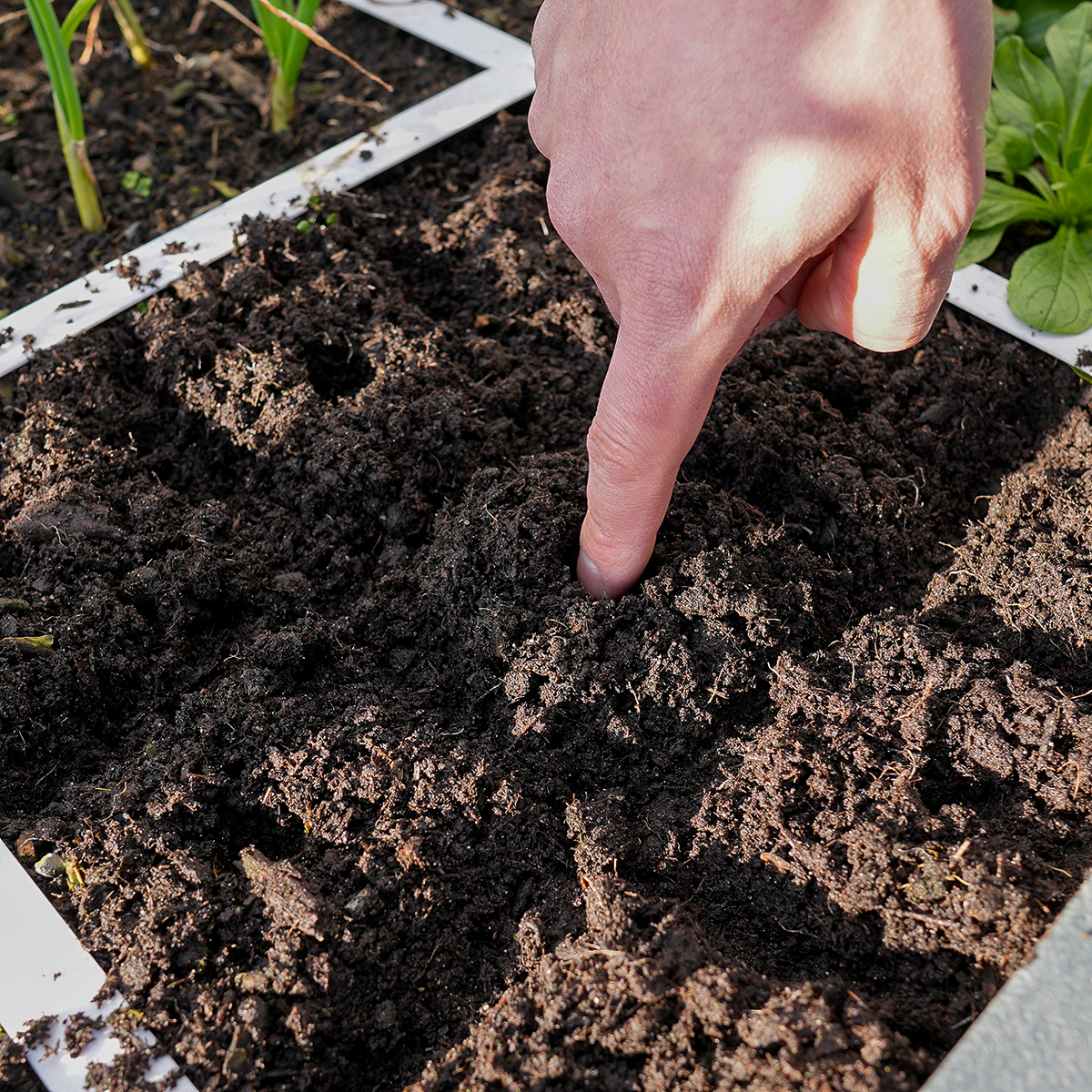 Poke seed holes in a vegetable garden patch