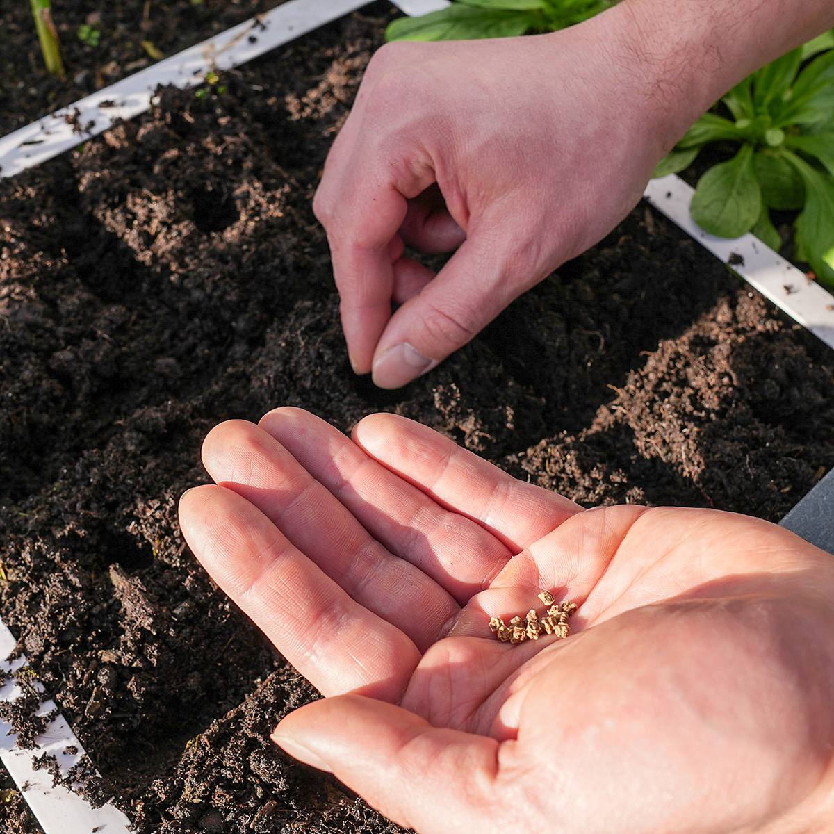 Sow several seeds per hole in the square vegetable patch