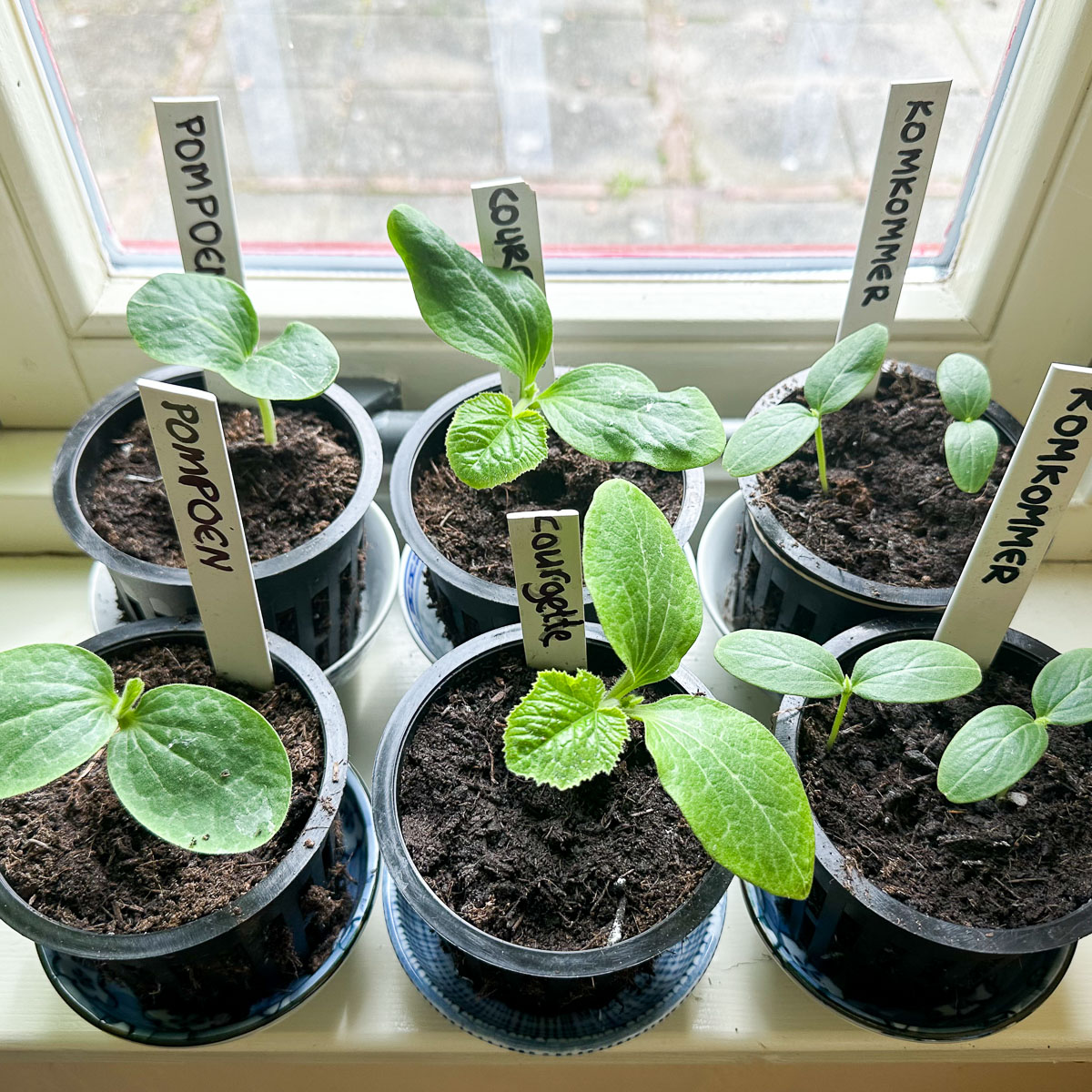 Fast-growing courgette pumpkin and cucumber seedlings