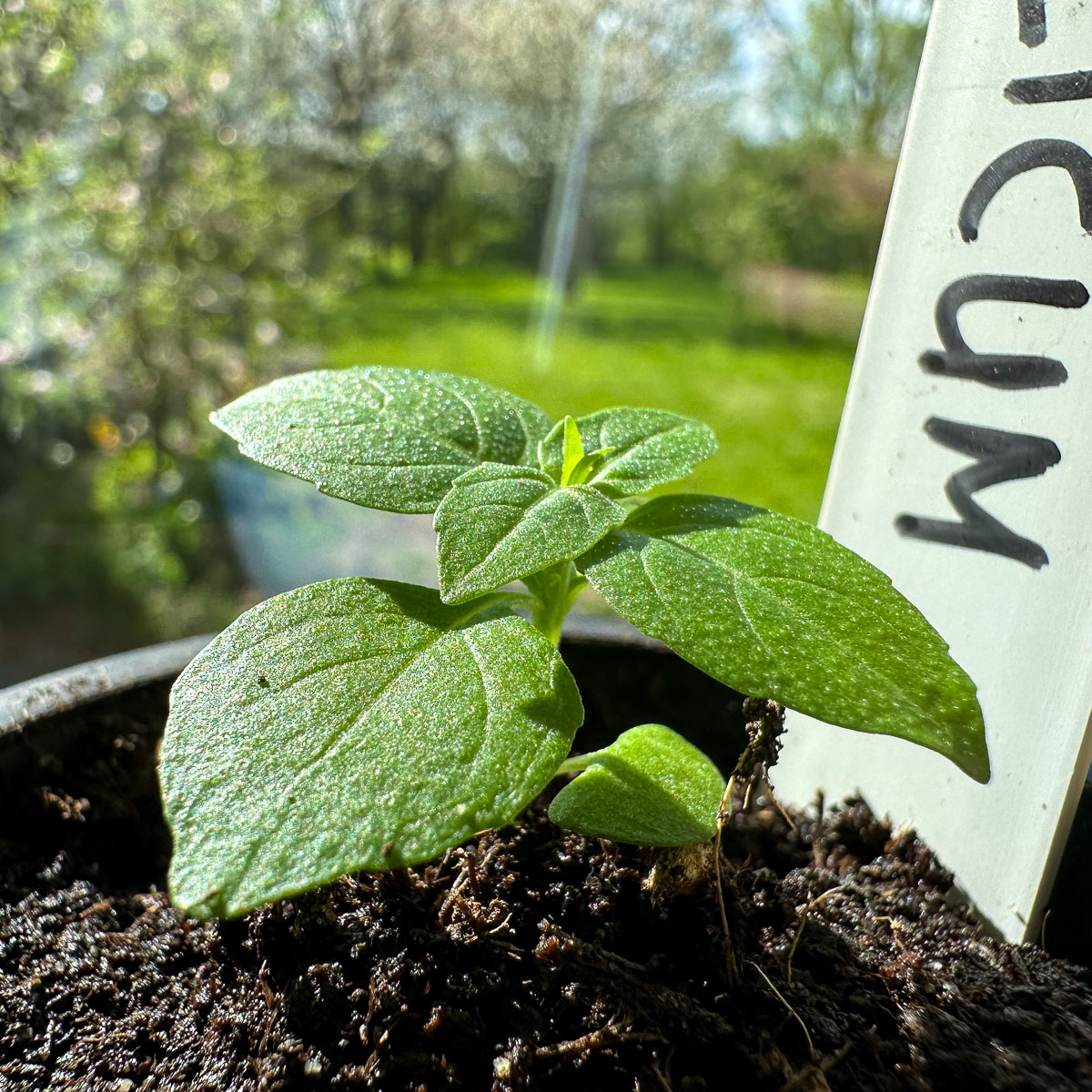 Bush basil growing indoors on a windowsill