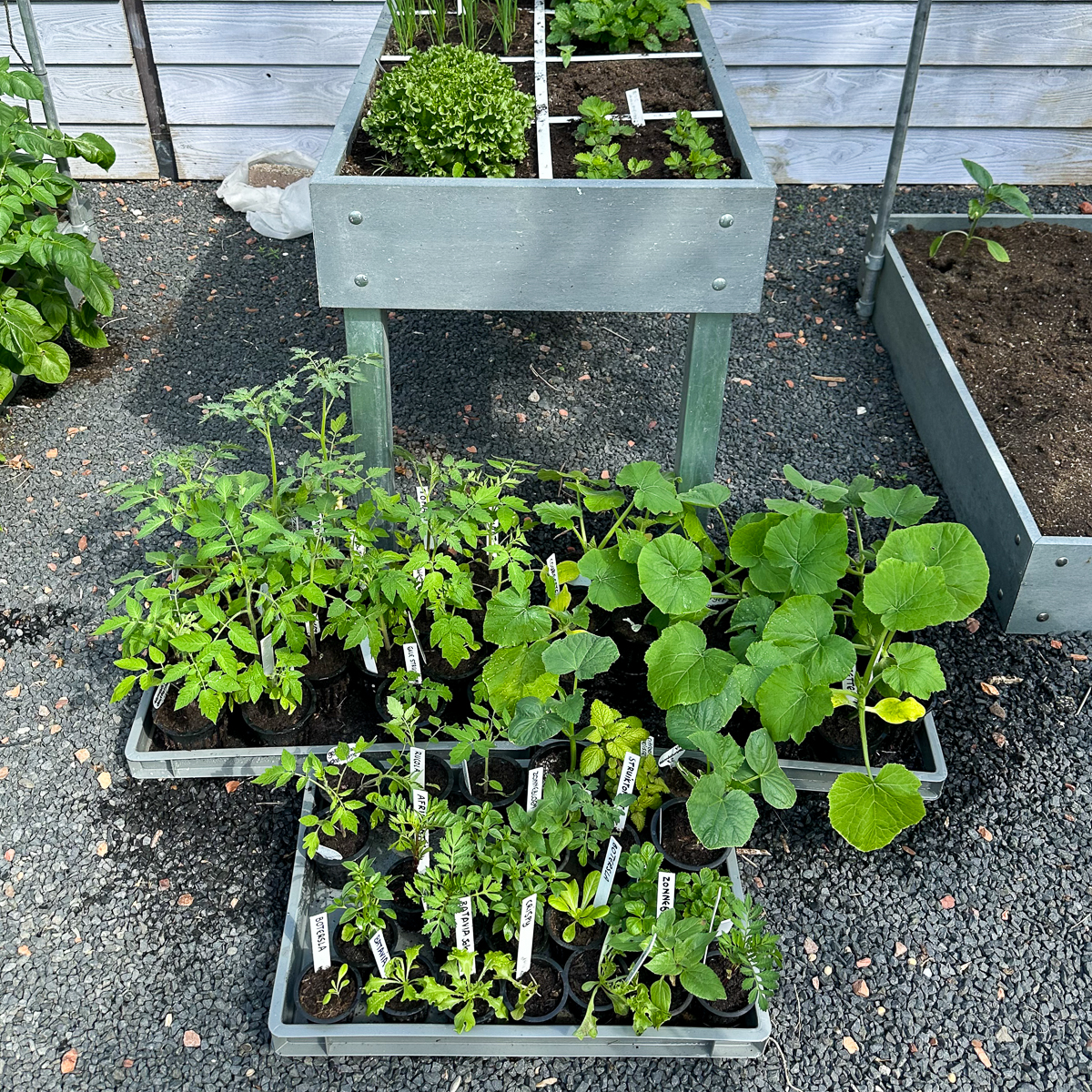 Young plants being hardened off outdoors