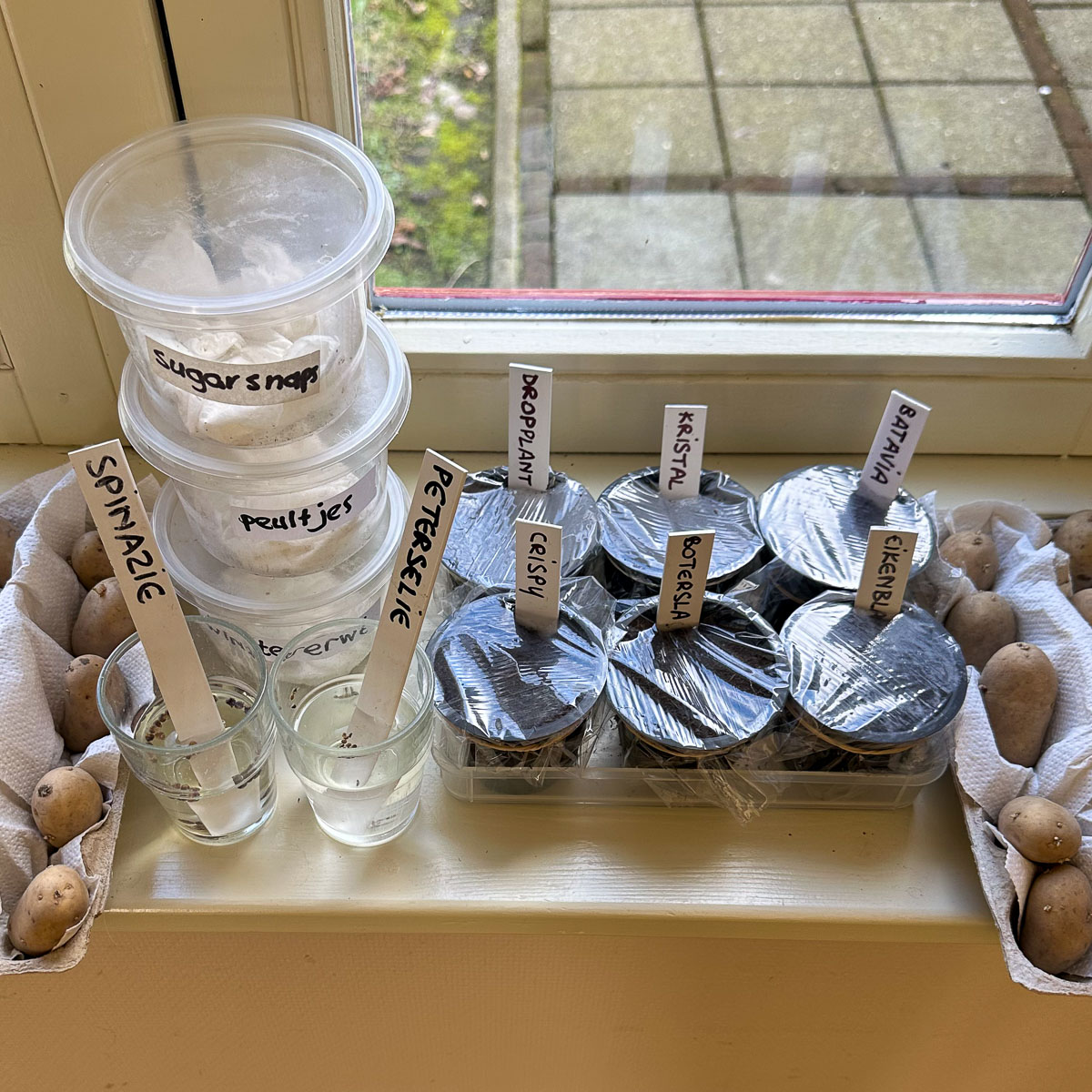 De vensterbank staat al aardig vol: aardappels, kiemende erwten, wekende zaadjes en wat voorgezaaide zaden.