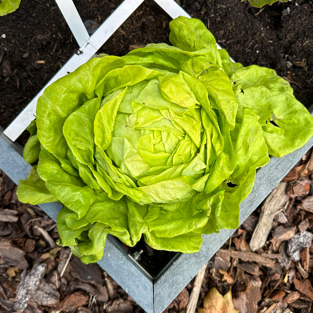 Enorme krop botersla in de Makkelijke Moestuin testzaden 2025