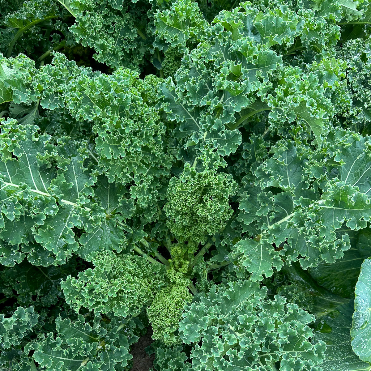 Maai-boerenkool van de Makkelijke Moestuin: op alle vlakken beter