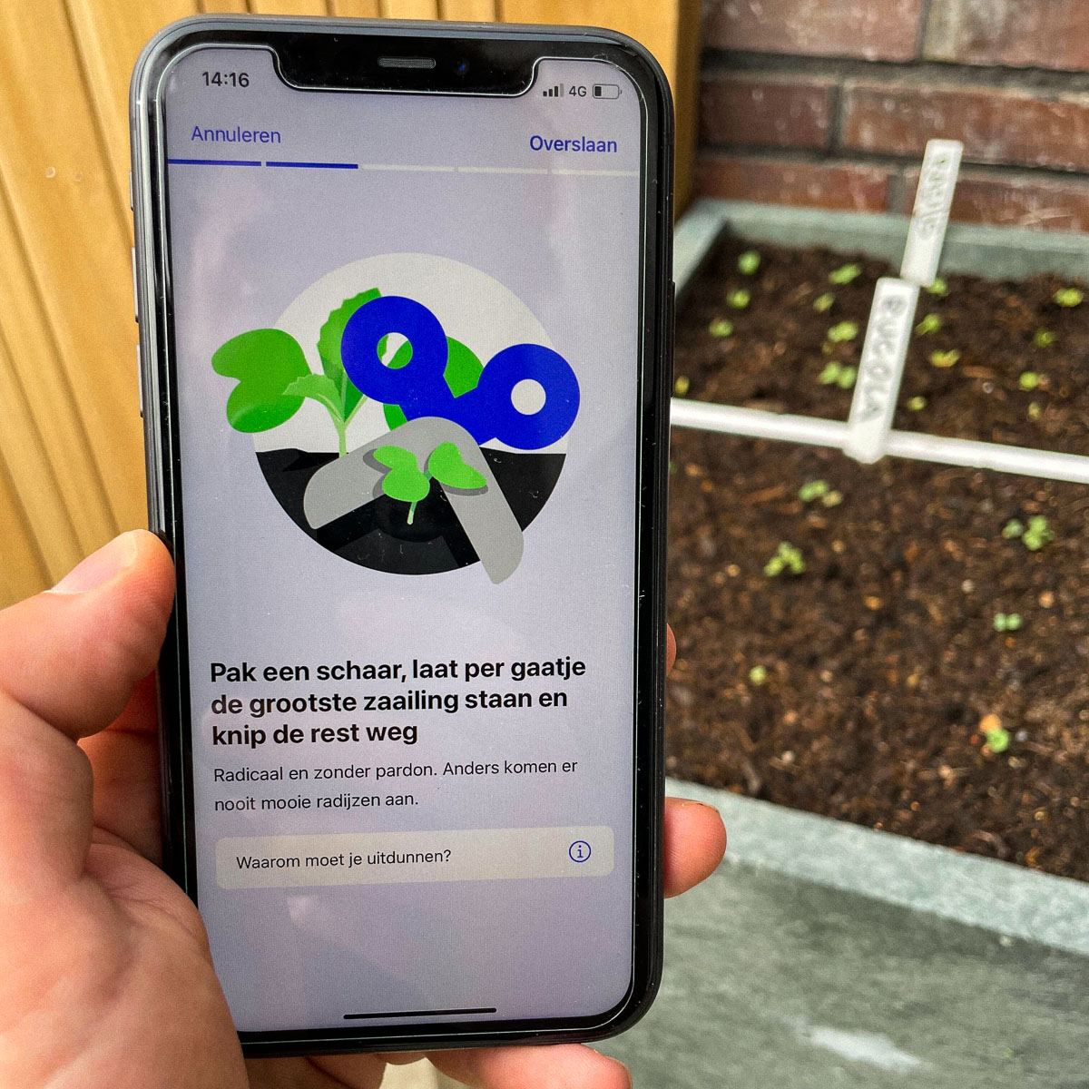 Het is tijd om de zaailingen uit te dunnen