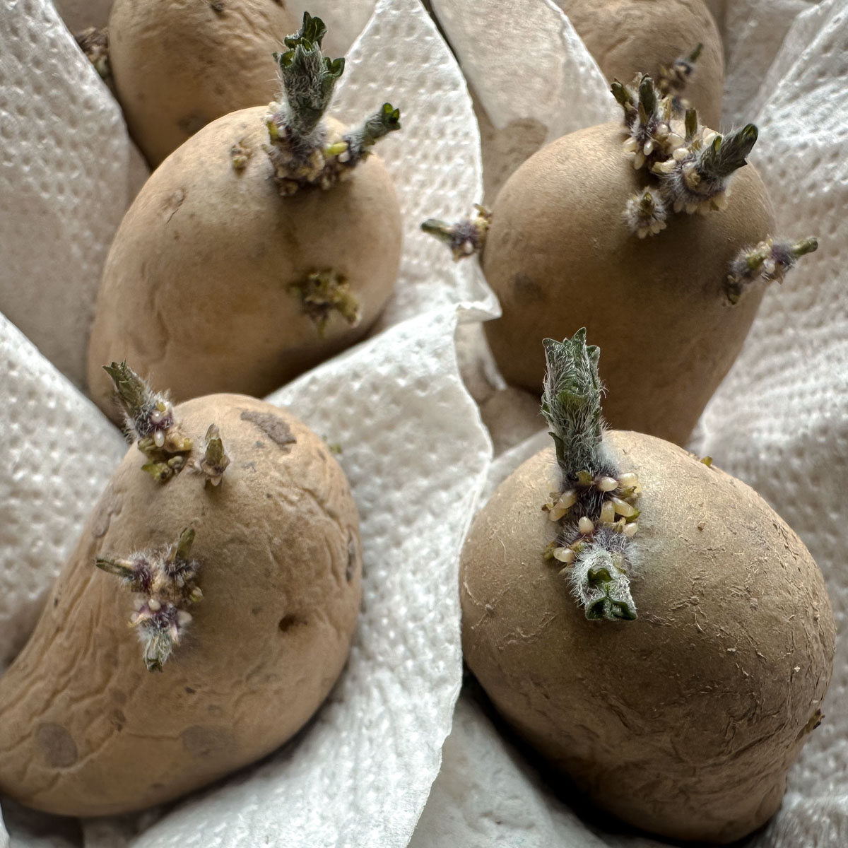 Voor-gekiemde aardappels: klaar om te poten