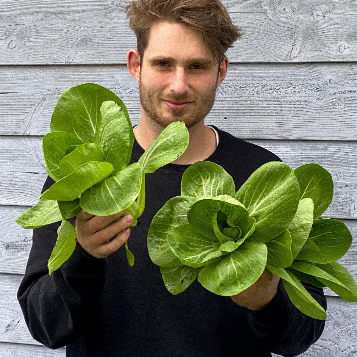 De paksoi van de Makkelijke Moestuin zaai je vanaf half maart en oogst je al in mei