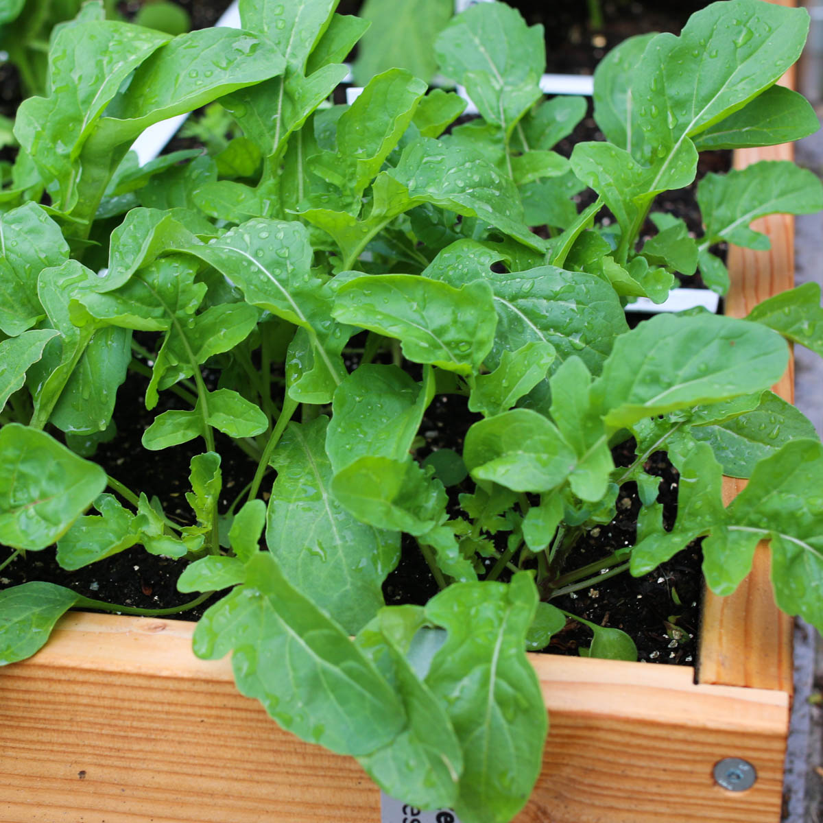 9 rucolaplantjes in een Makkelijke Moestuin vak