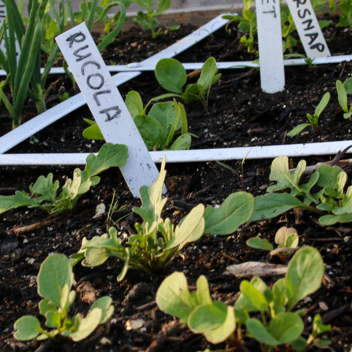 Kleine rucola plantjes in de Makkelijke Moestuin