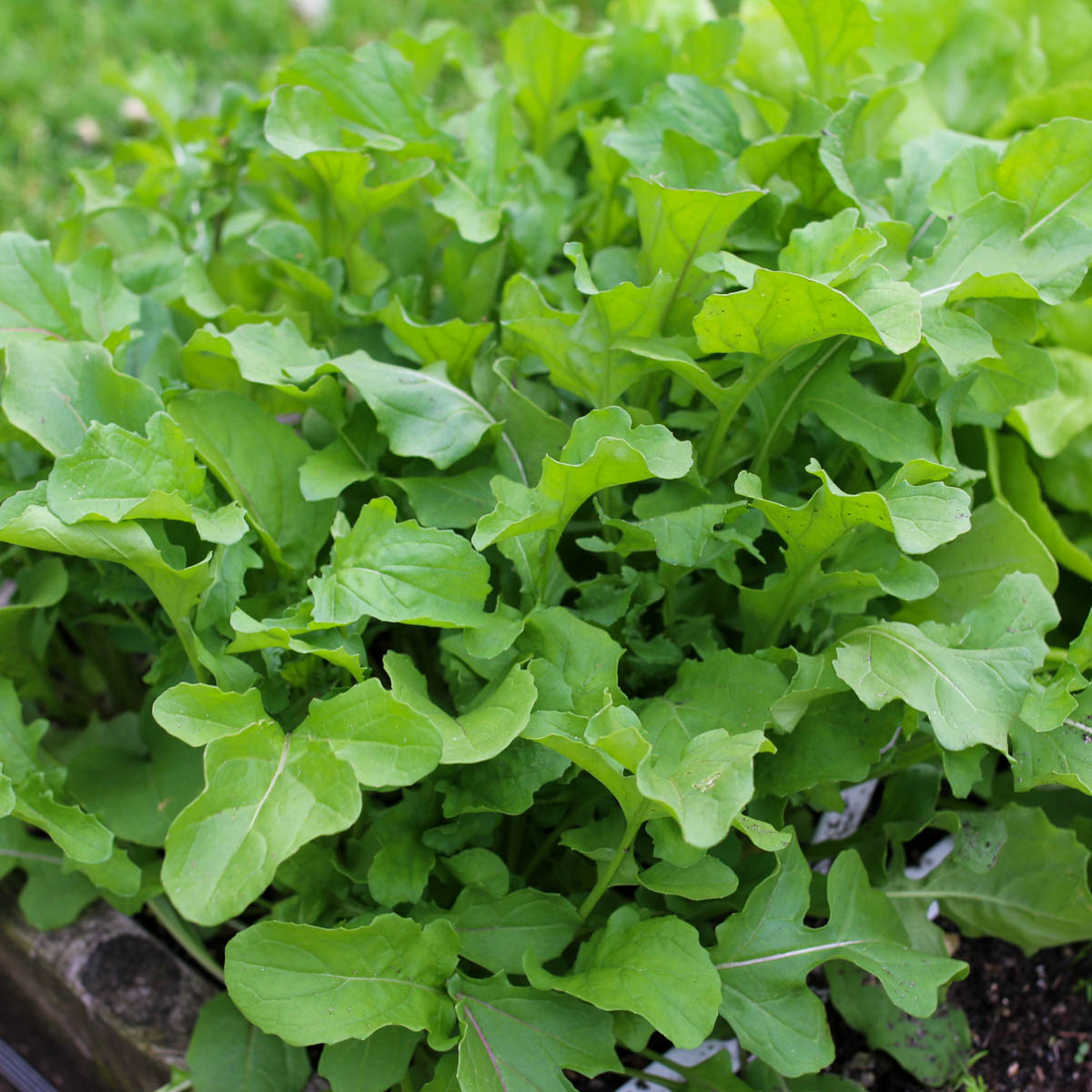 Oogst-bare rucola plantjes in de Makkelijke Moestuin