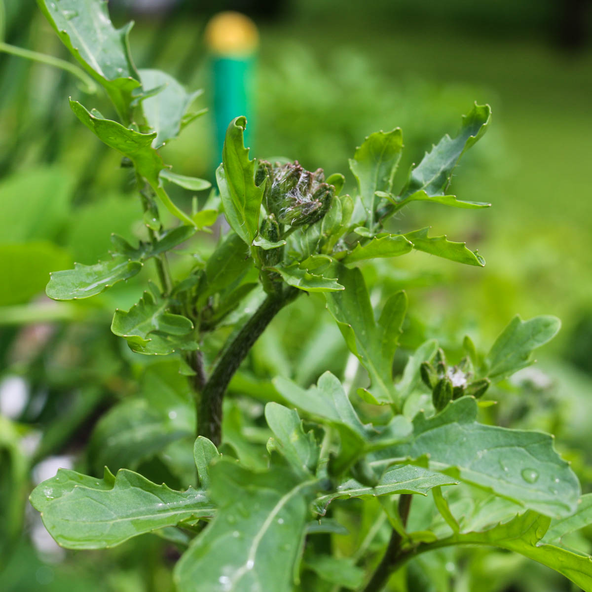 Bloemstengel van rucola Makkelijke Moestuin
