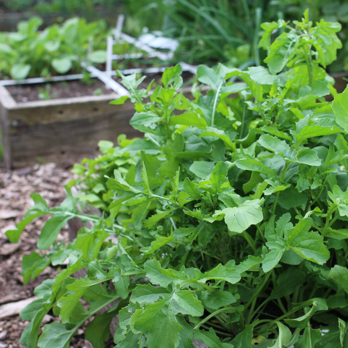 Flink uitgegroeide rucola is lekker om mee te roerbakken