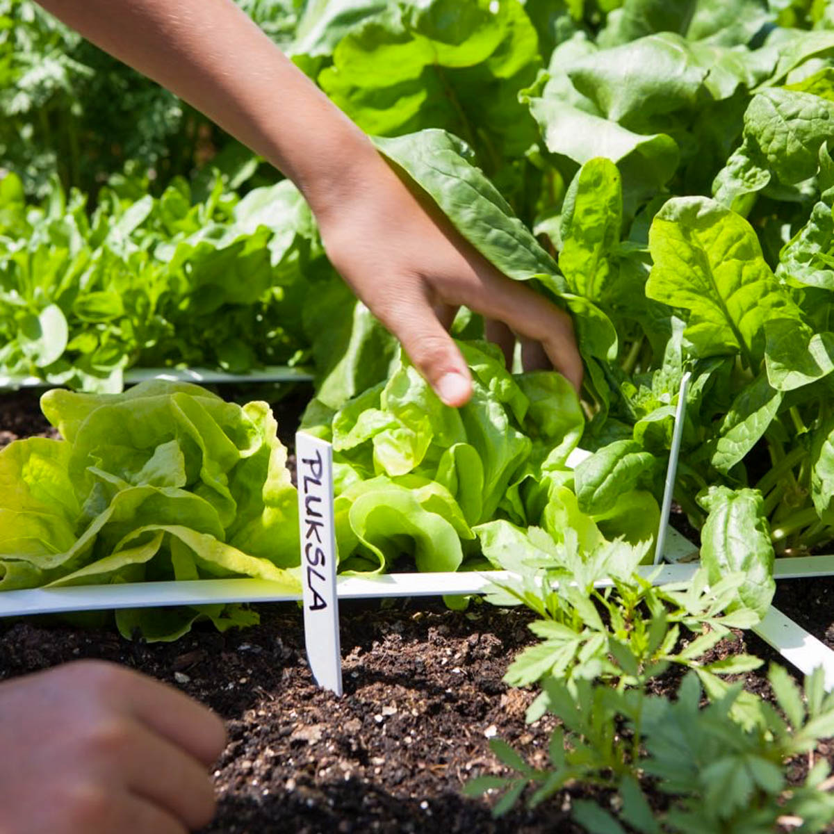 Mini-kropsla in de Makkelijke Moestuin op het balkon