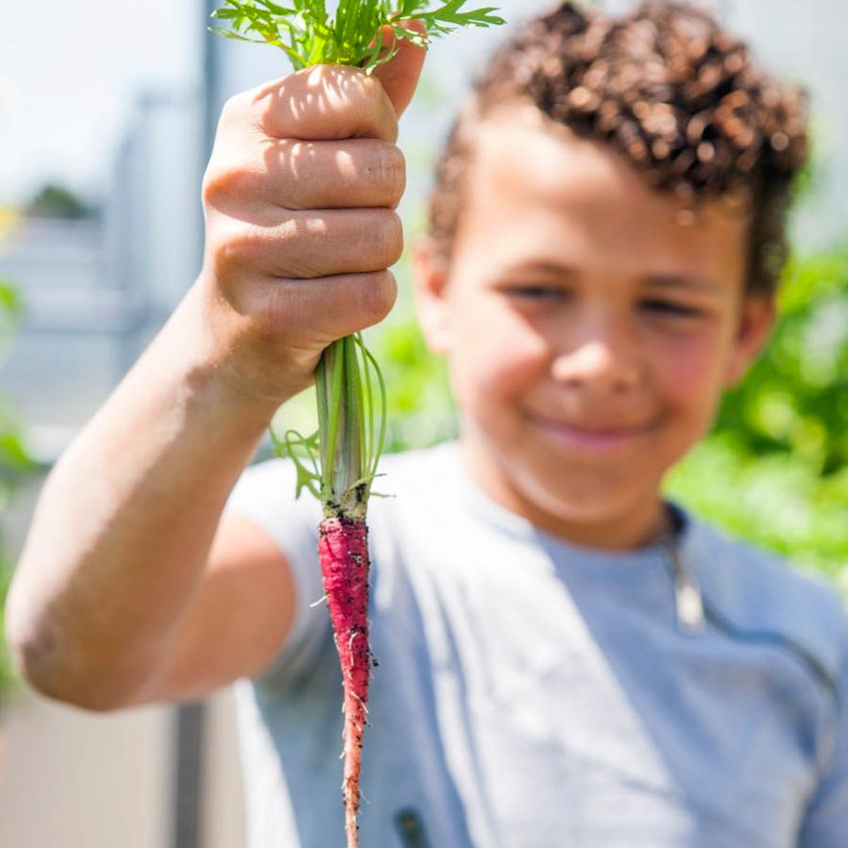 Paarse wortel uit het testpakket Makkelijke Moestuin