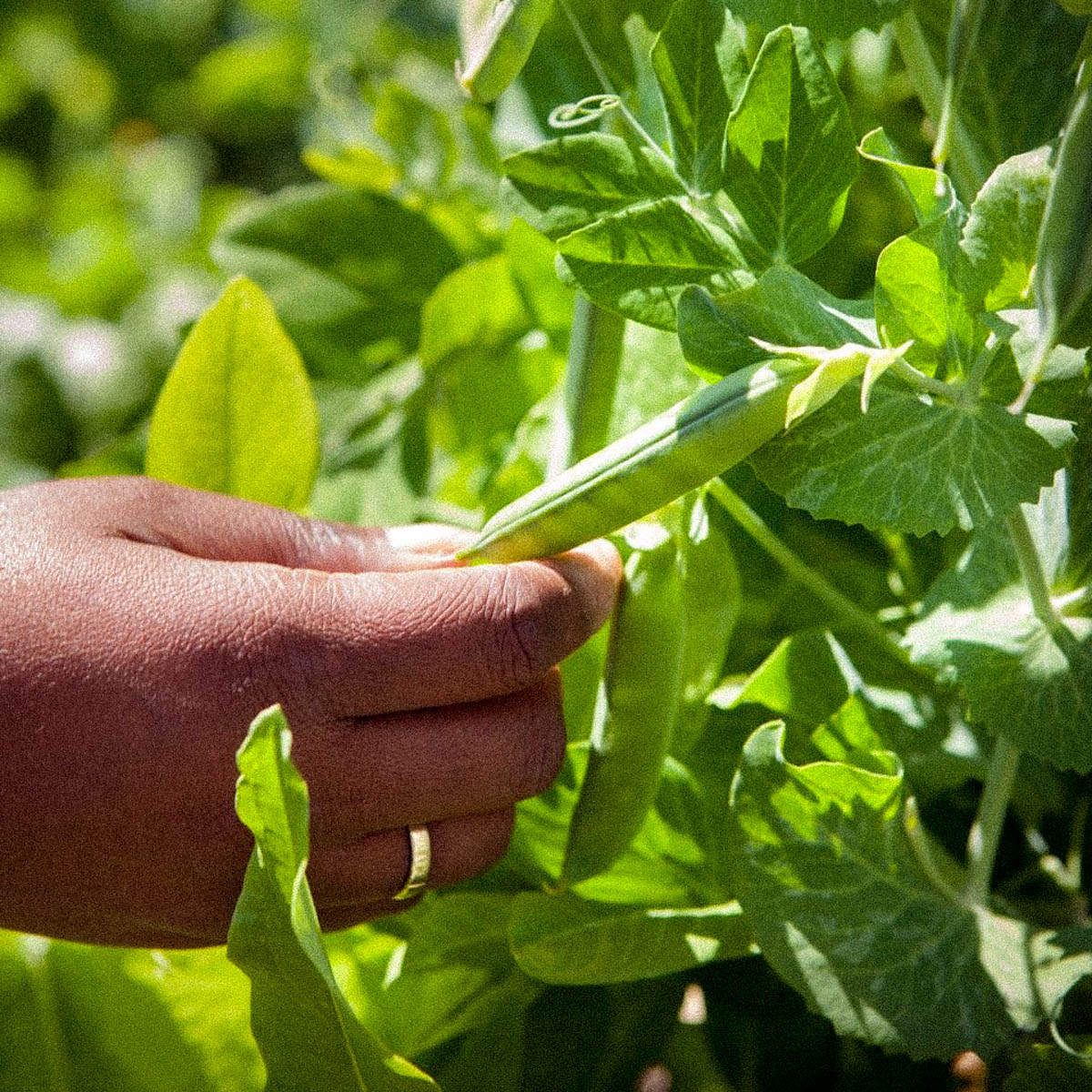 Verse wintererwten uit de Makkelijke Moestuin
