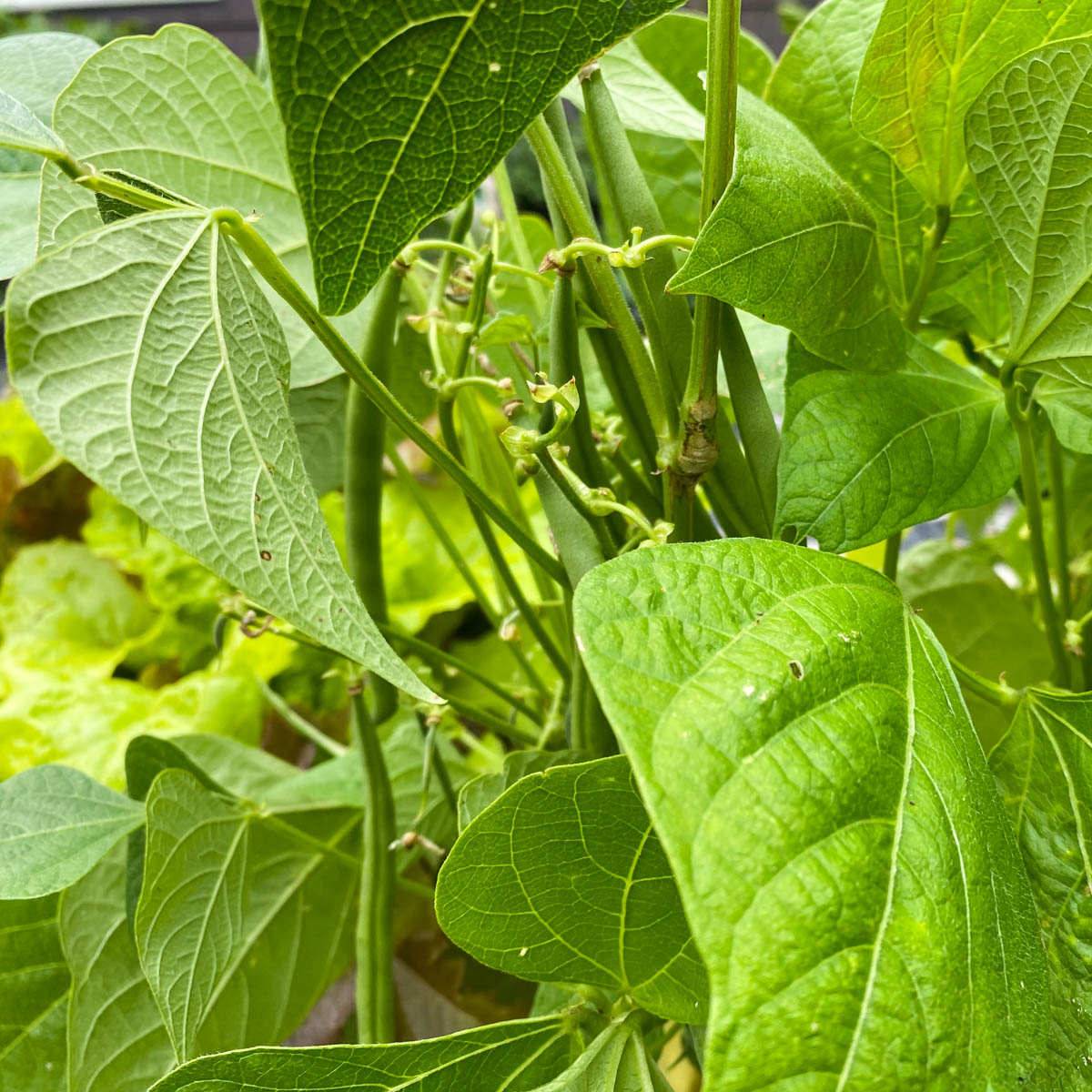 Freshly harvested green bush beans