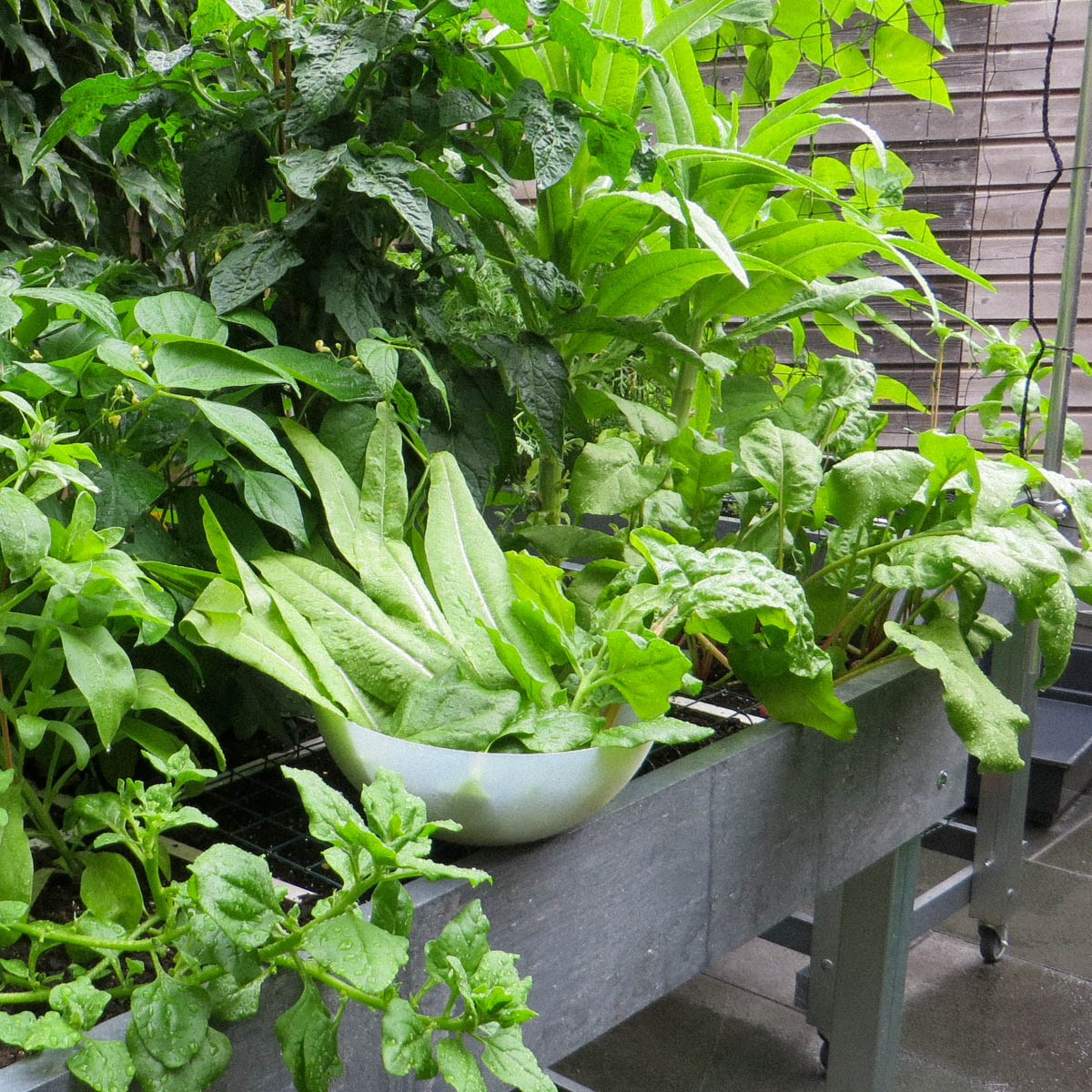Stengelsla en andere groentes uit de Makkelijke Moestuinbak