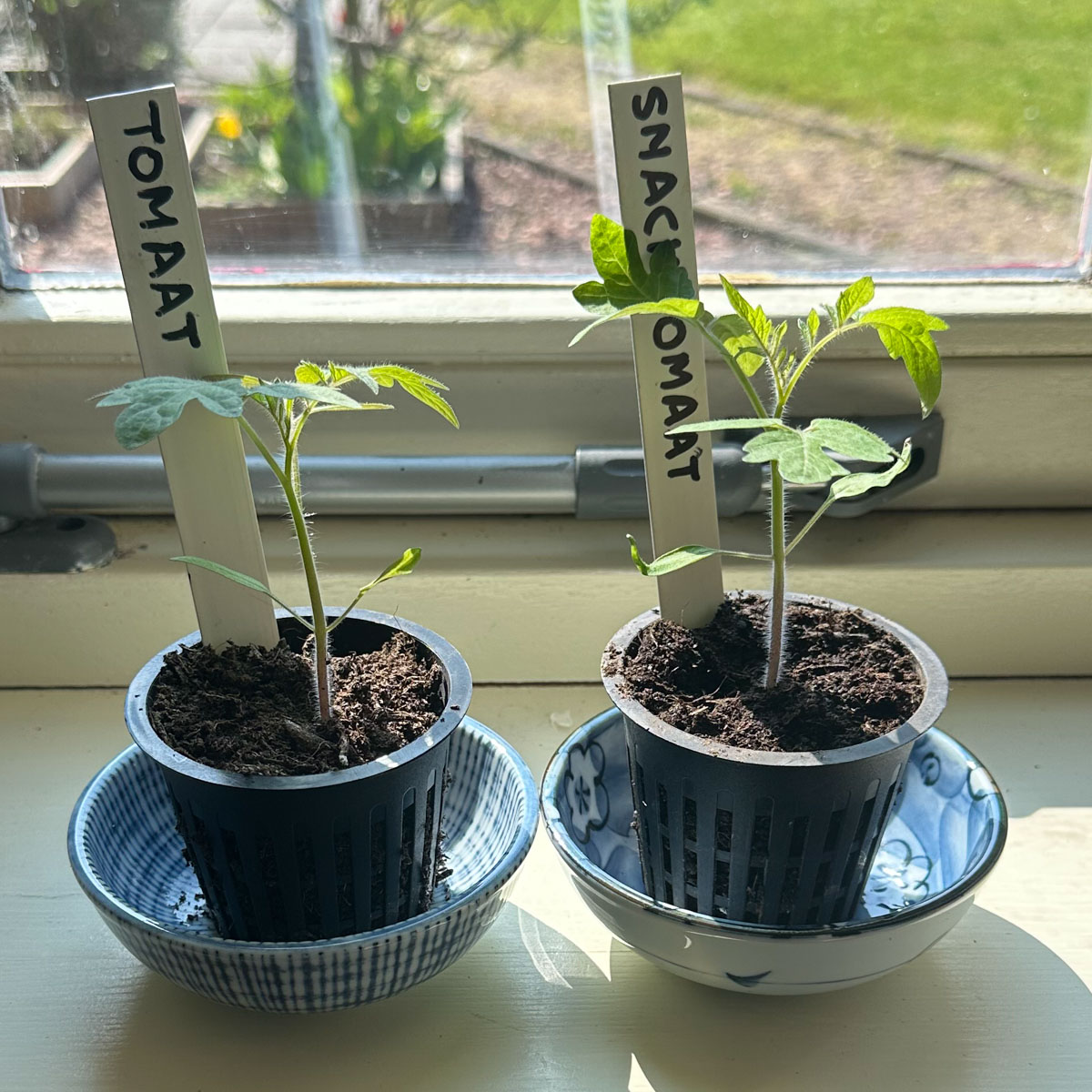 Voorgezaaide tomaten op de vensterbank