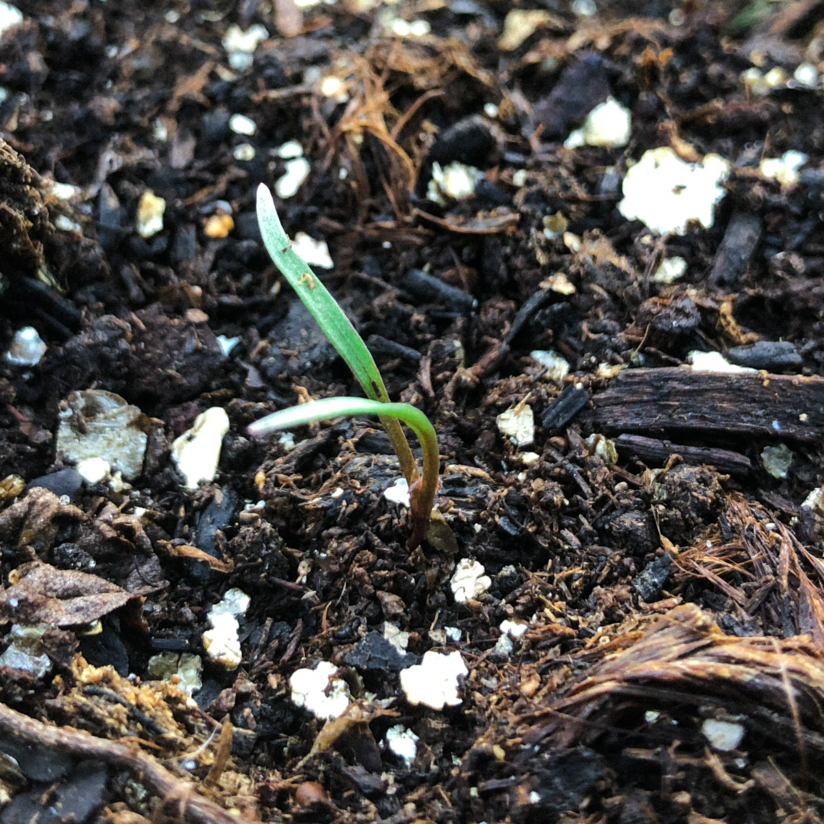 Young purple carrot seedlings