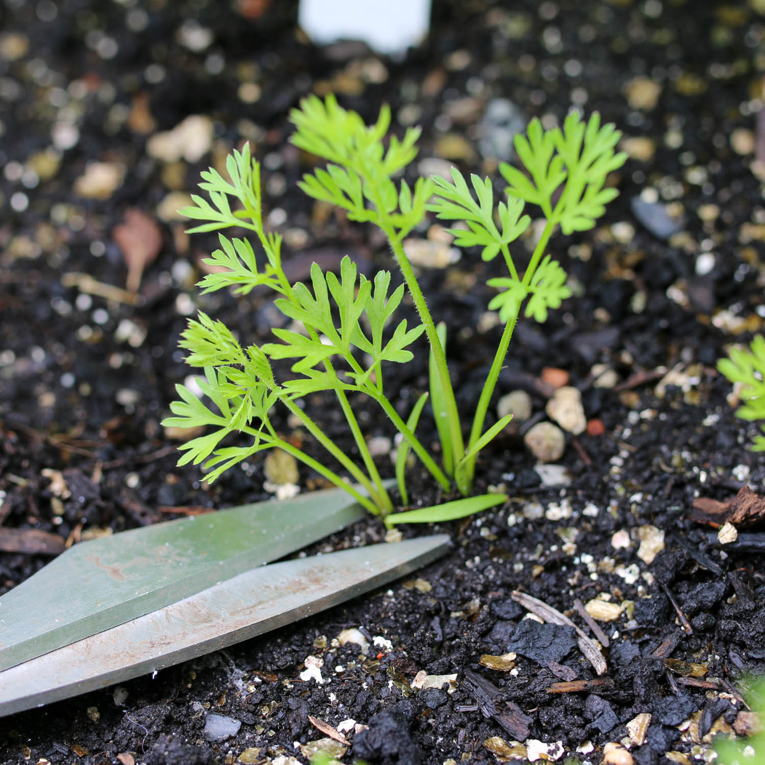 Purple carrot seedlings being thinned