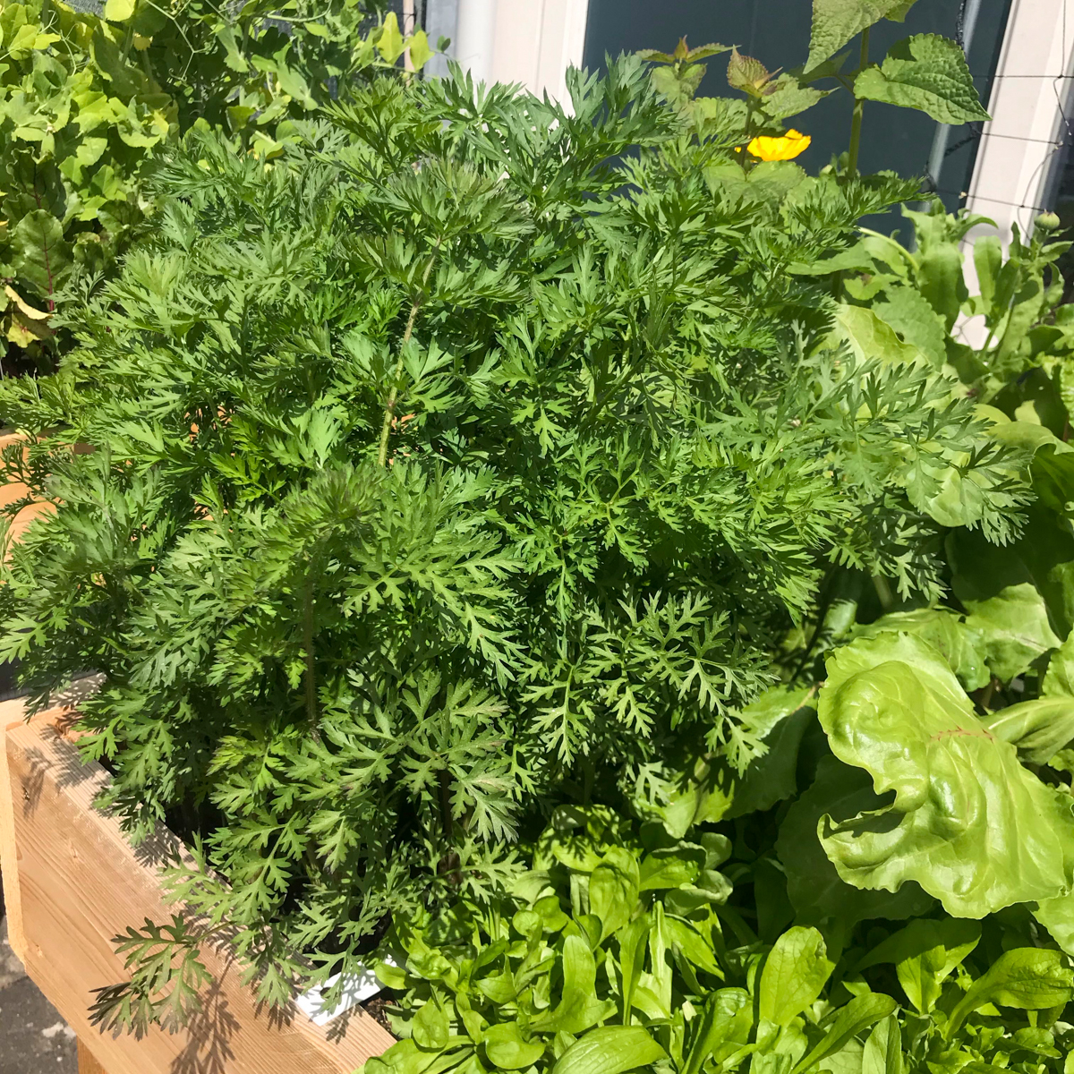 Purple carrot plants growing in a square