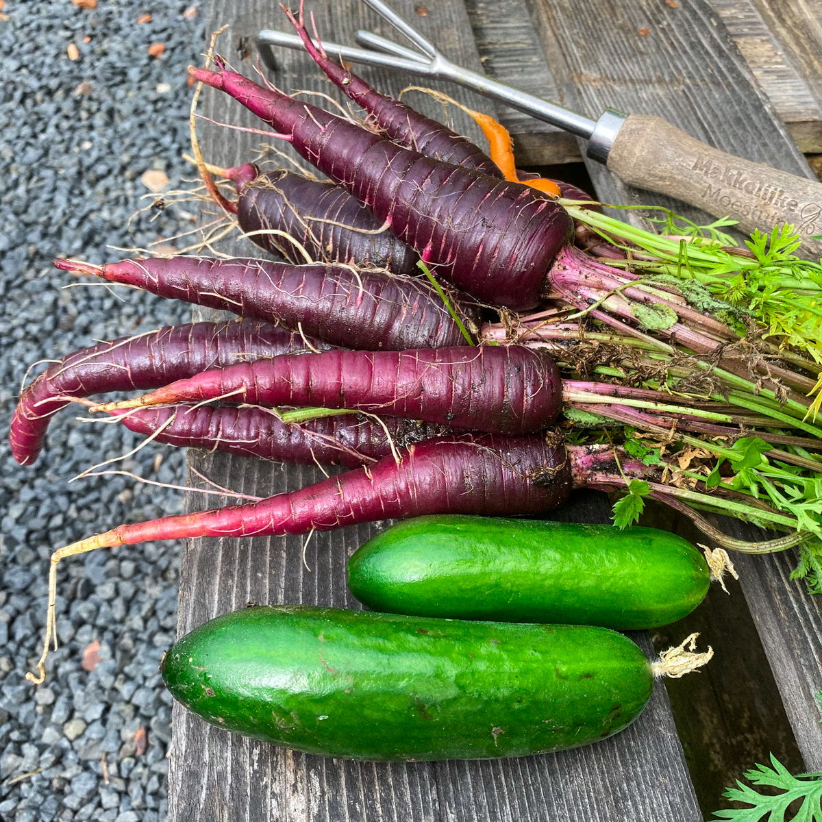 Empty square after harvesting carrots