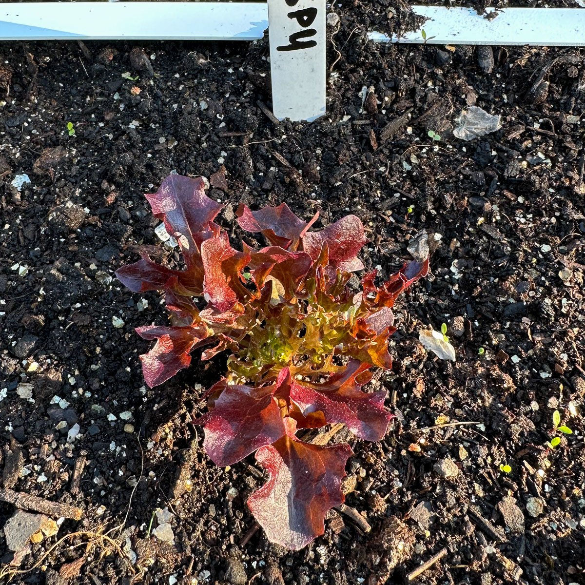 Net uitgeplant Crispy pluksla plantje.