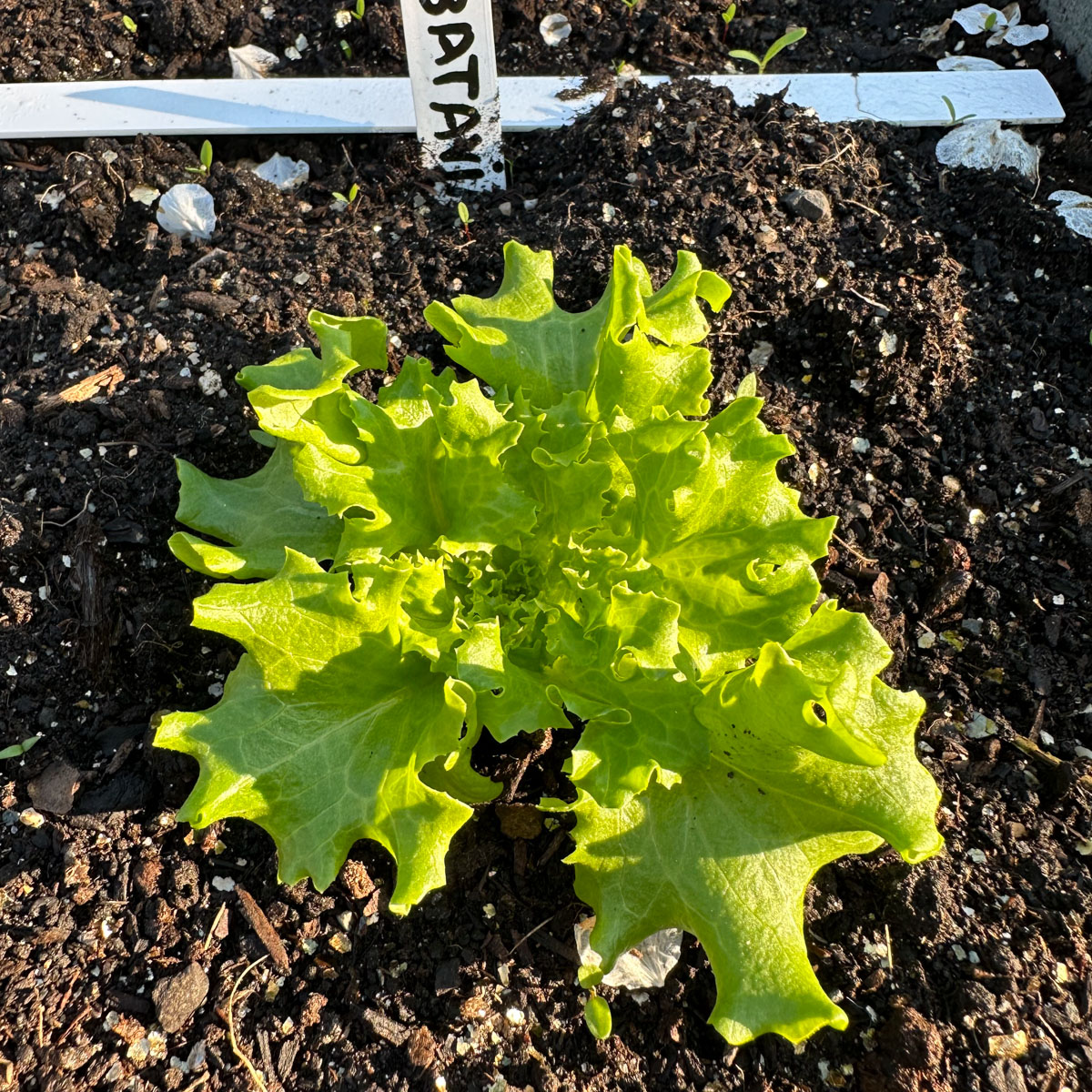 Net uitgeplant Batavia pluksla plantje.