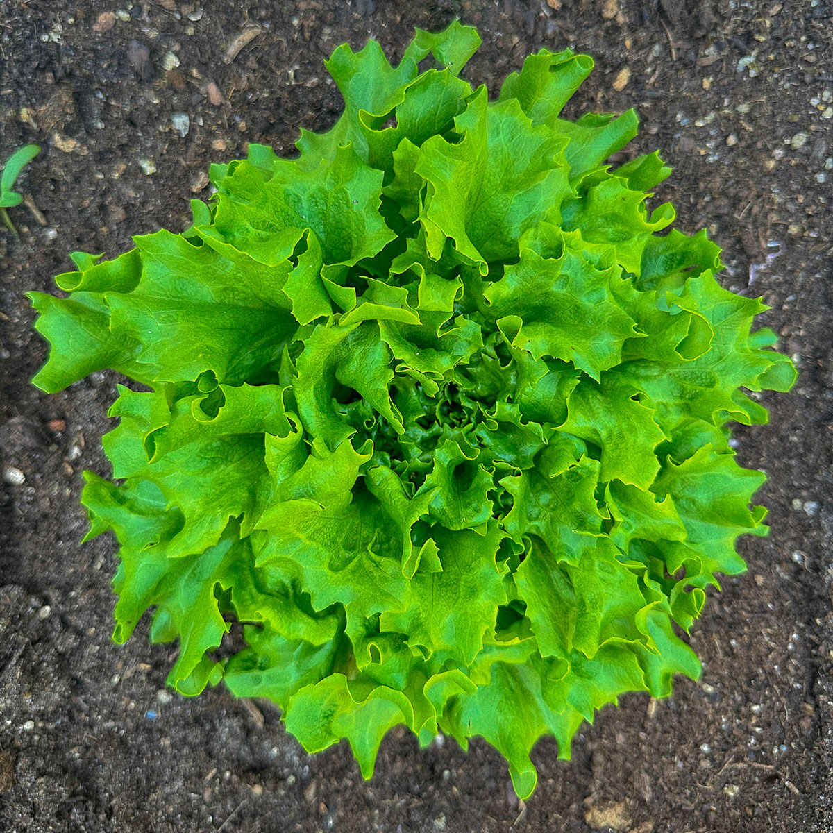 Salanova Batavia plantje: groot genoeg om de eerste blaadjes van te oogsten