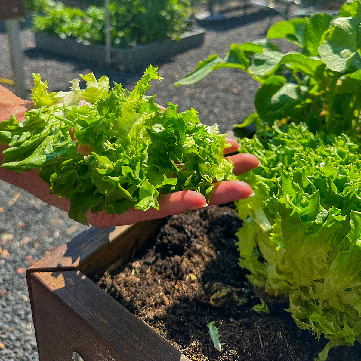 Van zaaien tot oogsten staat stap-voor-stap in de Makkelijke Moestuin app