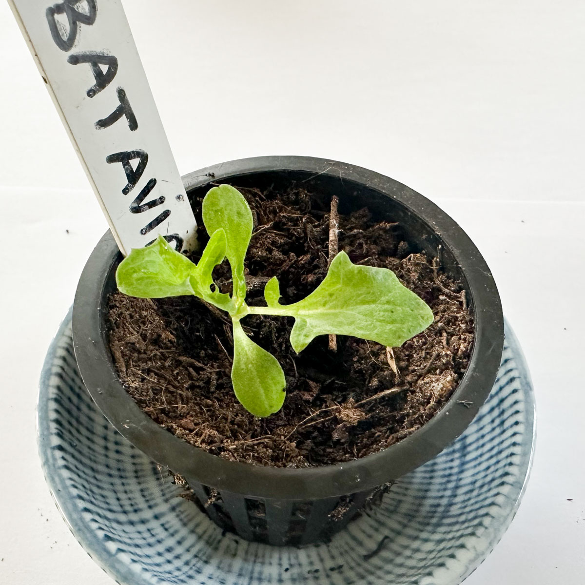 Green Batavia lettuce Pro