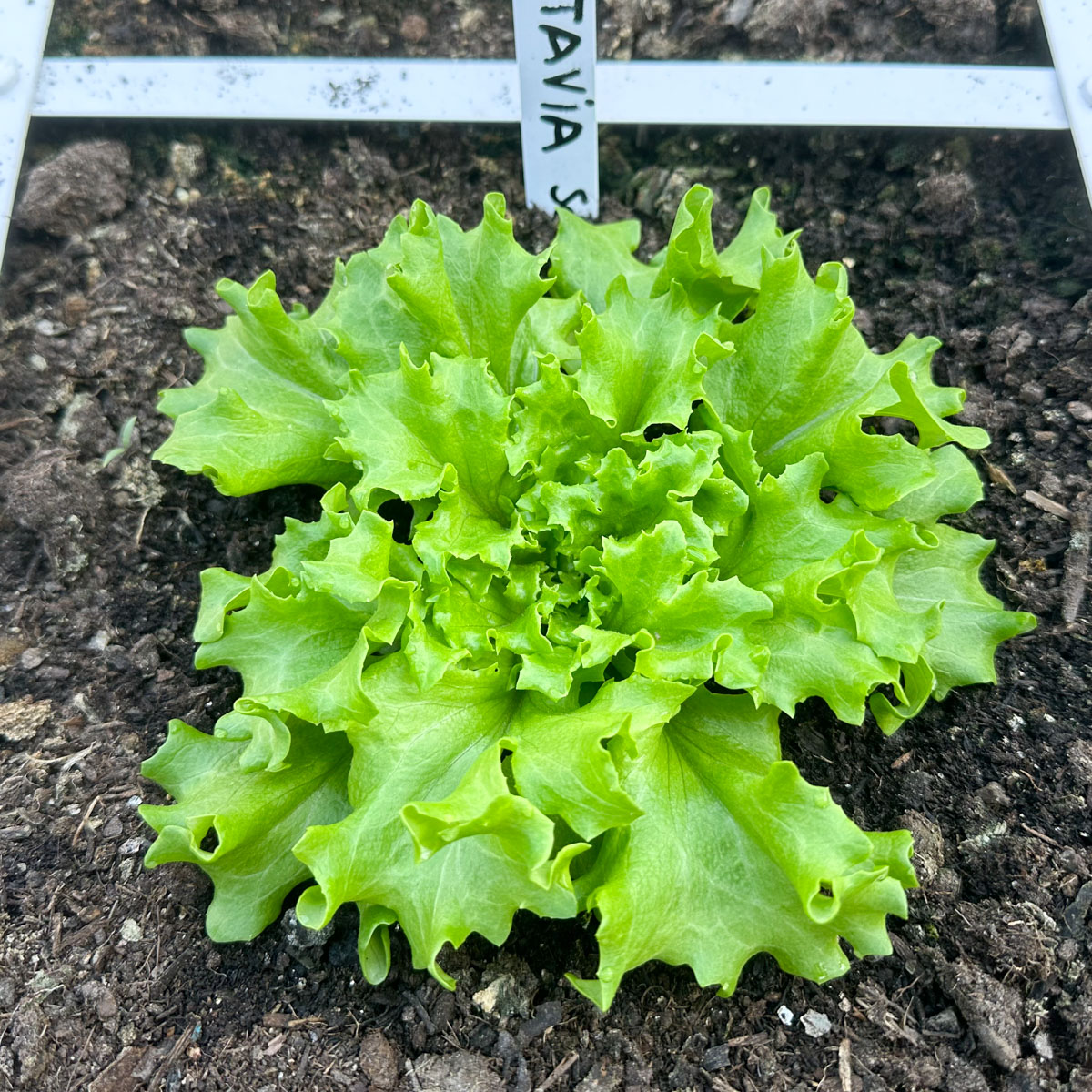 Green Batavia lettuce Pro