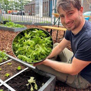Green Batavia lettuce Pro