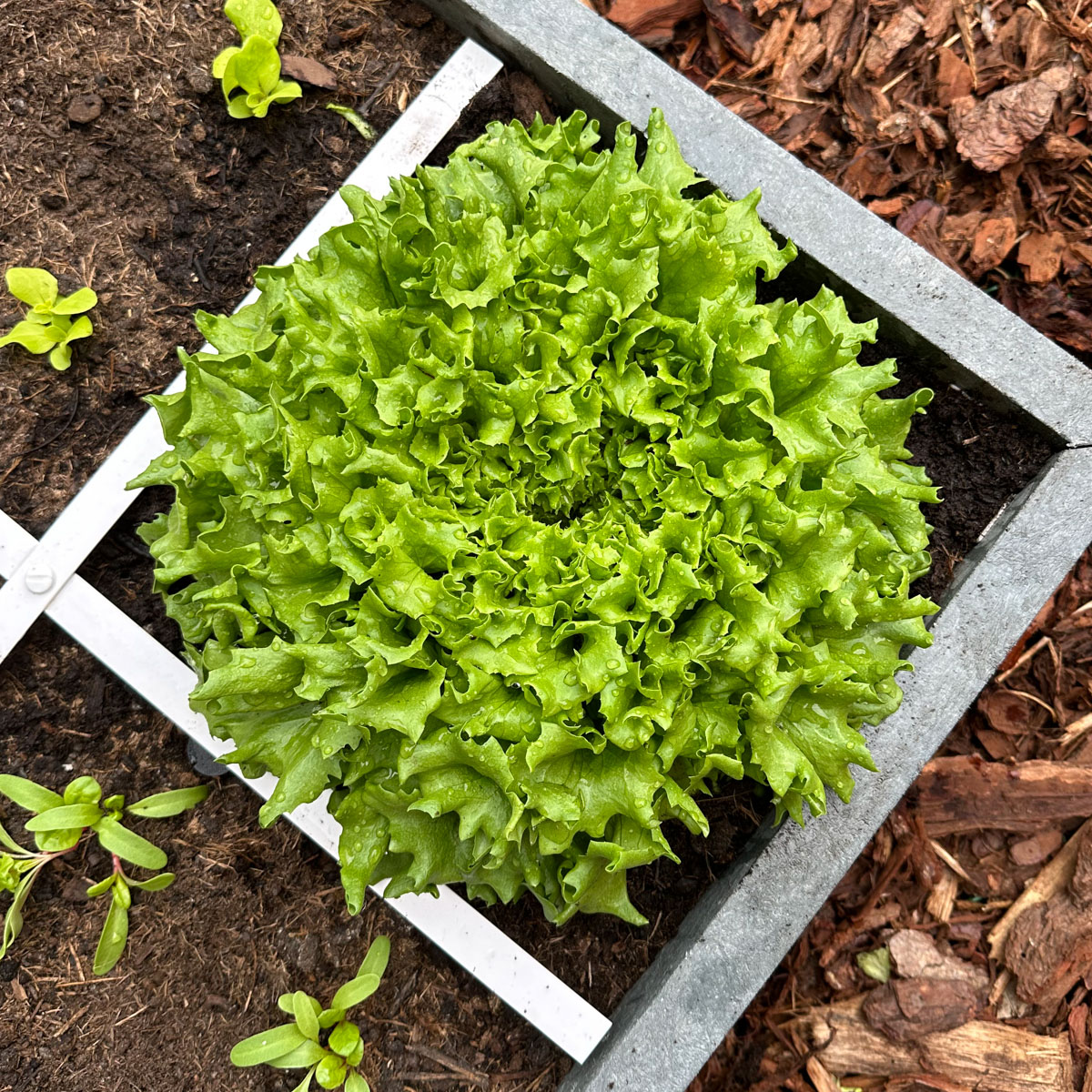 Green Batavia lettuce Pro