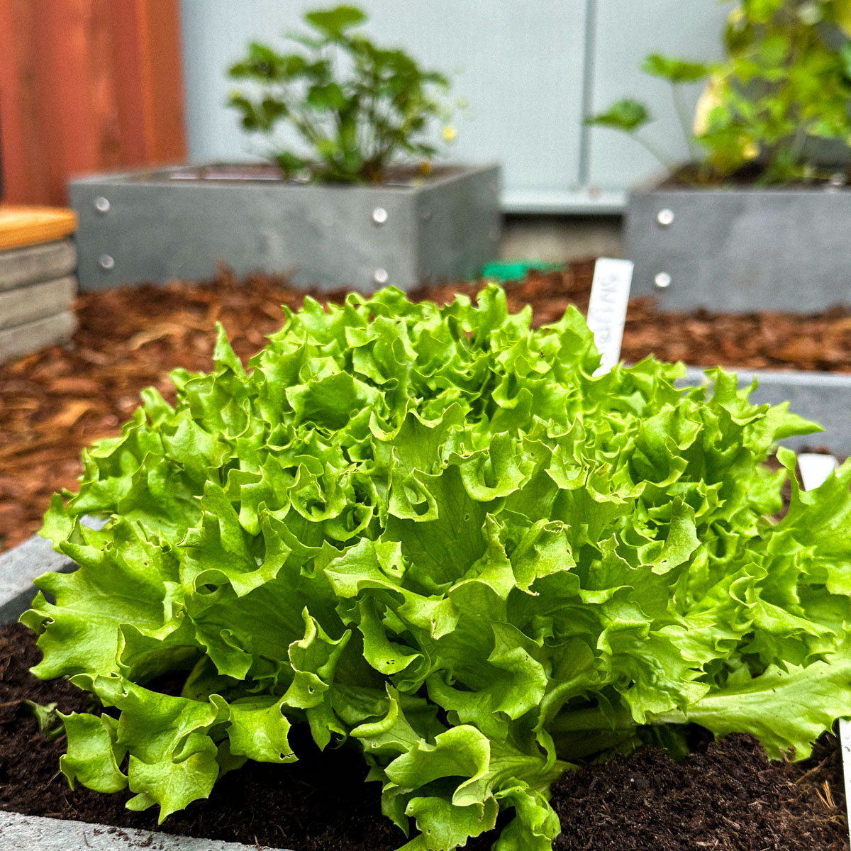 Green Batavia lettuce Pro