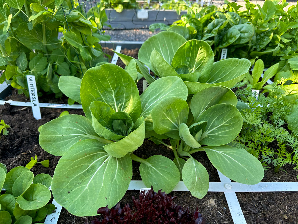 Mooie planten? Dat kan alleen met gezonde wortels.