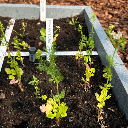 Zielige plantjes in ingezakte mix zonder zuurstof
