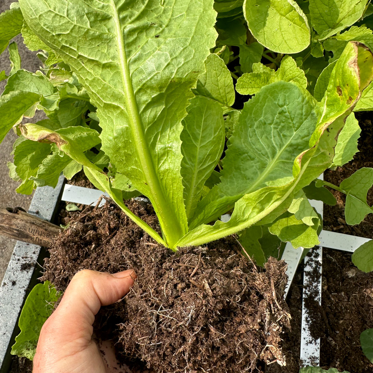 Jonge andijvieplant met gezonde wortelkluit in luchtige Makkelijke Moestuinmix
