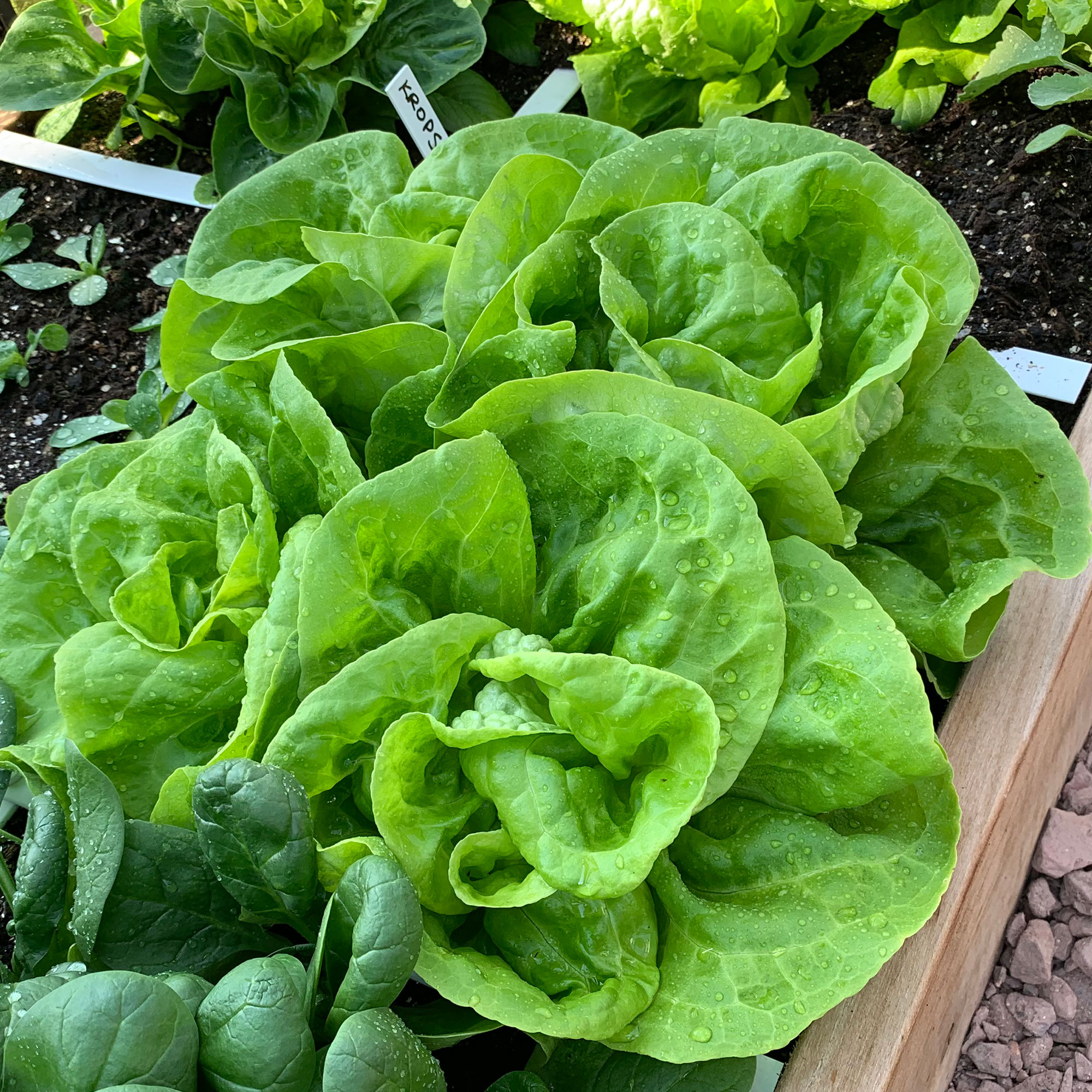 Mini-kropsla in de Makkelijke Moestuin
