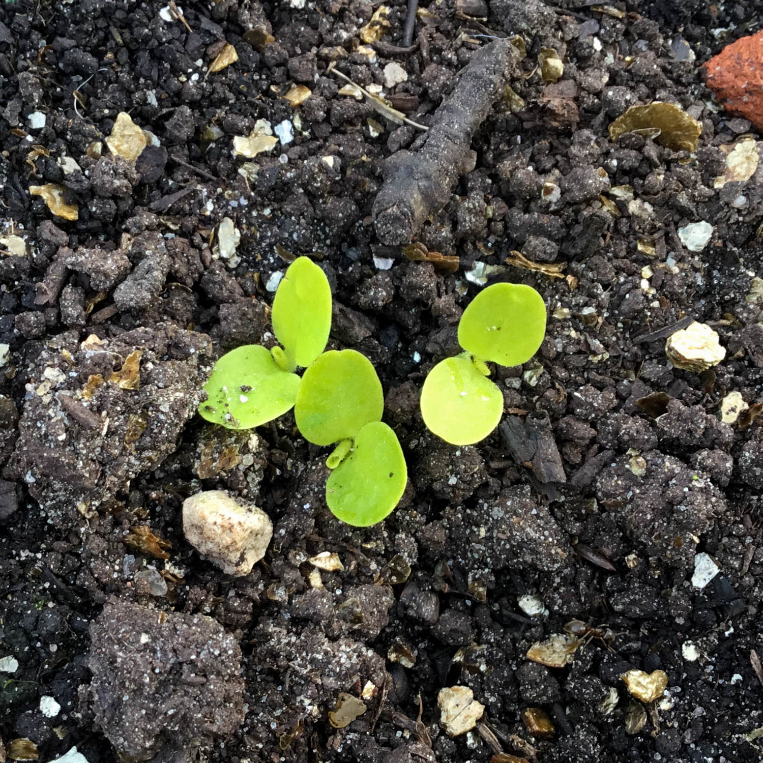 Zaailingen van mini-kropsla in de Makkelijke Moestuin