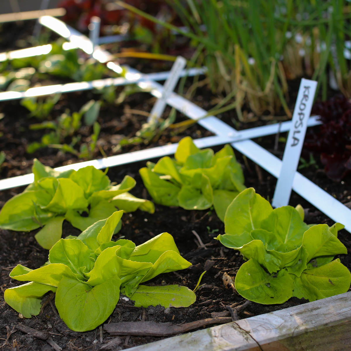 Mini kropsla in de Makkelijke Moestuin