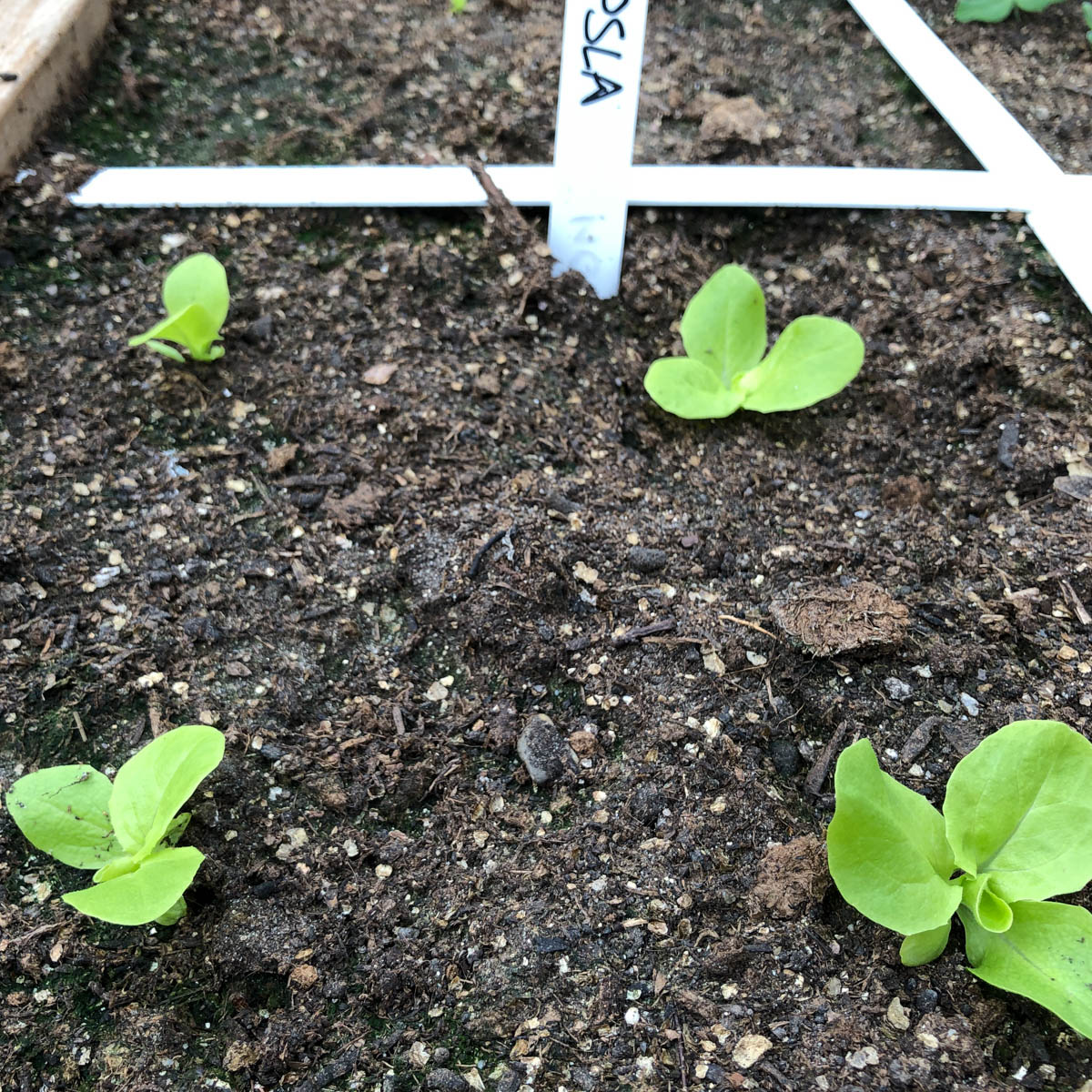 Kleine mini-kropsla plantjes in de Makkelijke Moestuin