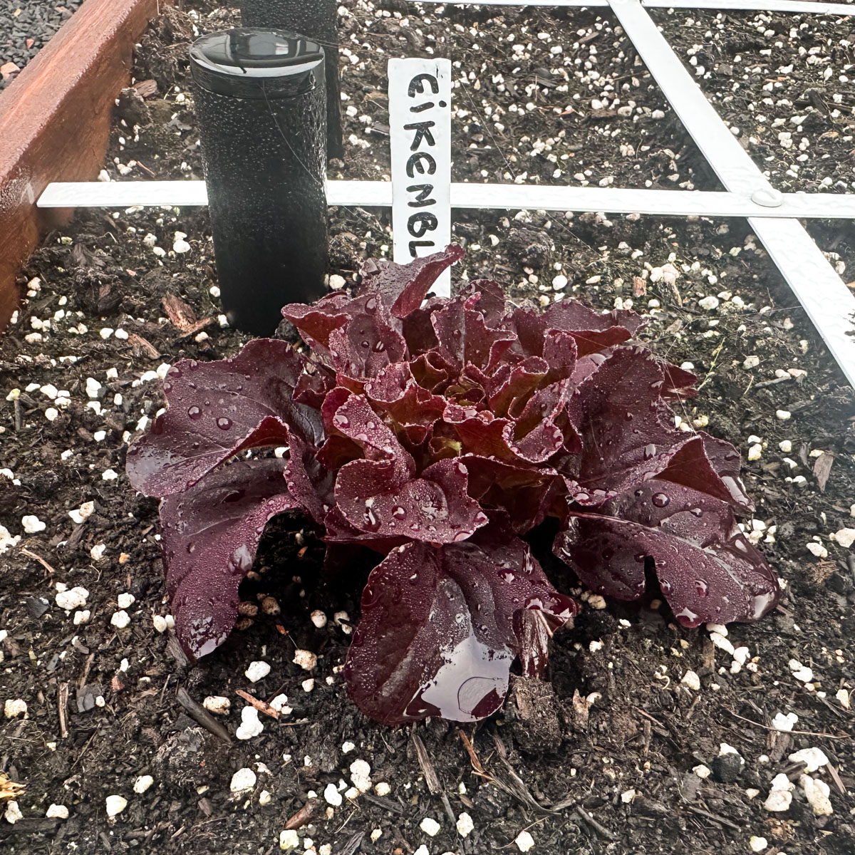 Oakleaf lettuce Pto