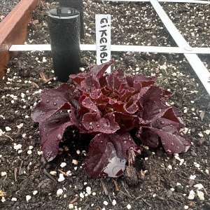 Oakleaf lettuce Pto