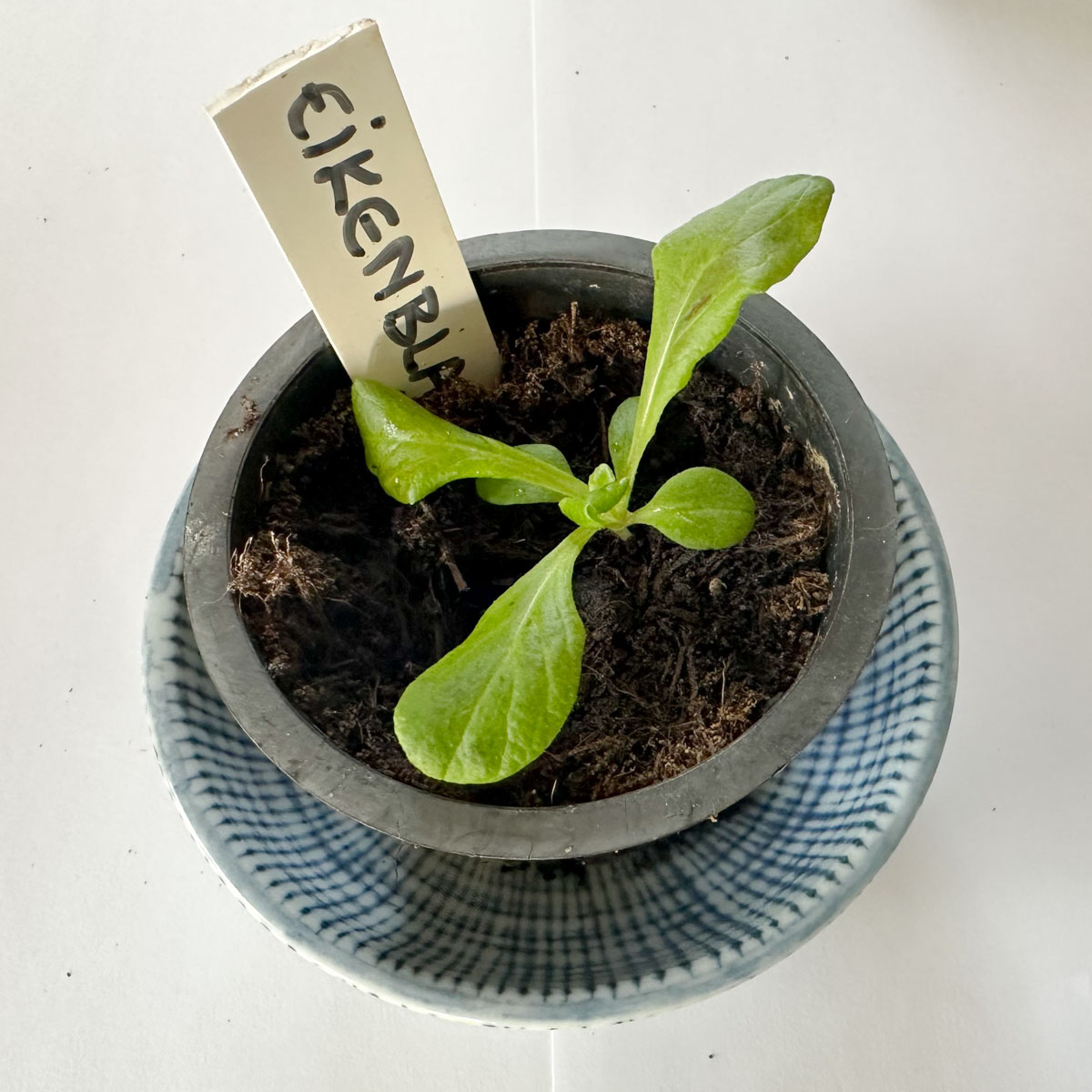 Oakleaf lettuce Pto