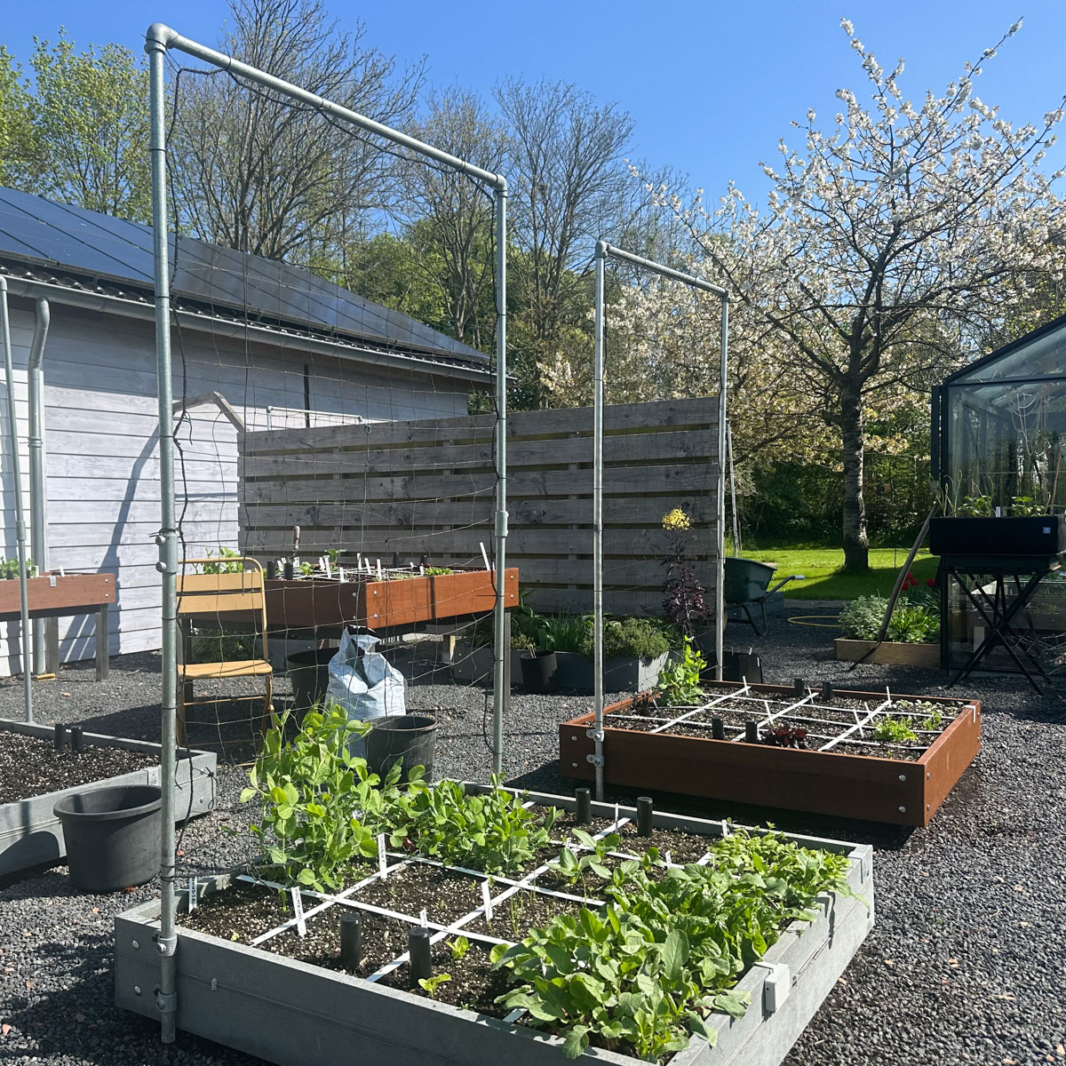 Eind april en de plantjes in de Makkelijke Moestuinbak beginnen te groeien