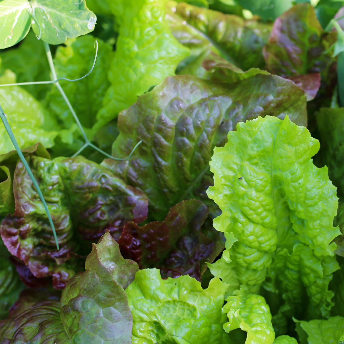 Pluksla in de Makkelijke Moestuin