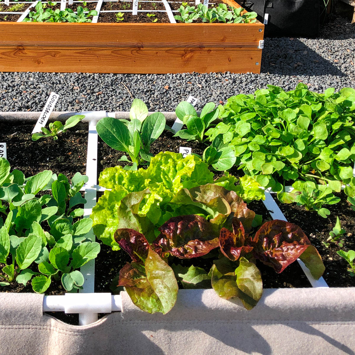 Pluksla in de Airbak van de Makkelijke Moestuin