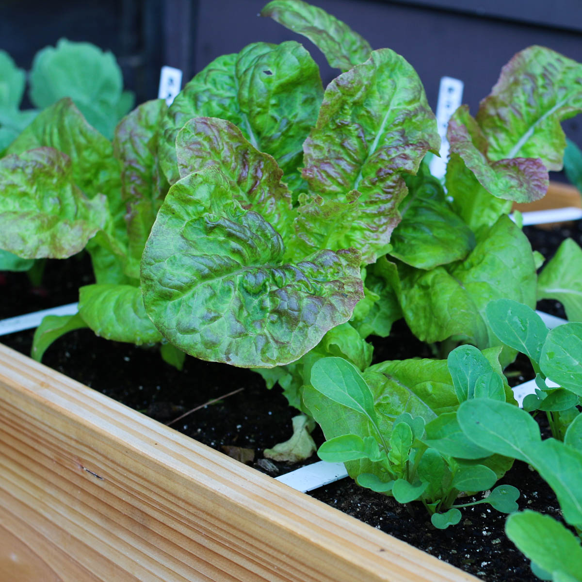 Oogstbare pluksla in de Makkelijke Moestuin