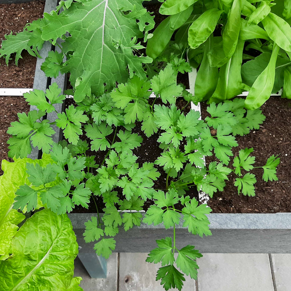 Kleine peterselieplantjes: ongeveer 8 weken na het zaaien.
